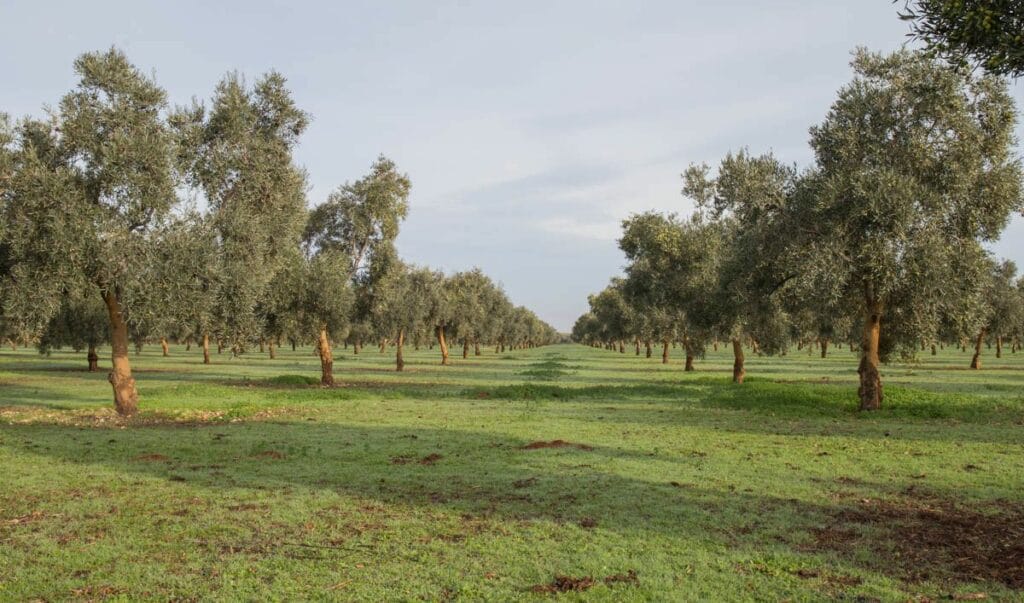 Olivo ecológico de la comarca de Estepa