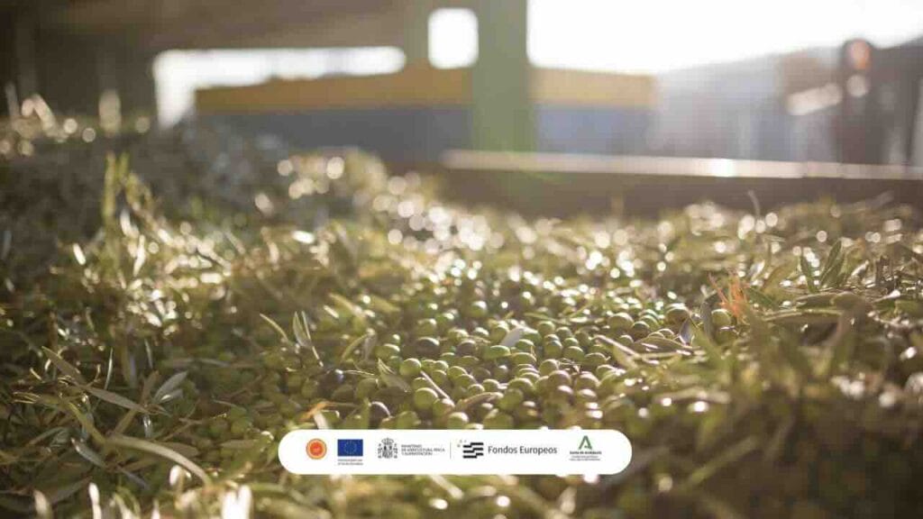 aceitunas verdeadas en la DOP Estepa