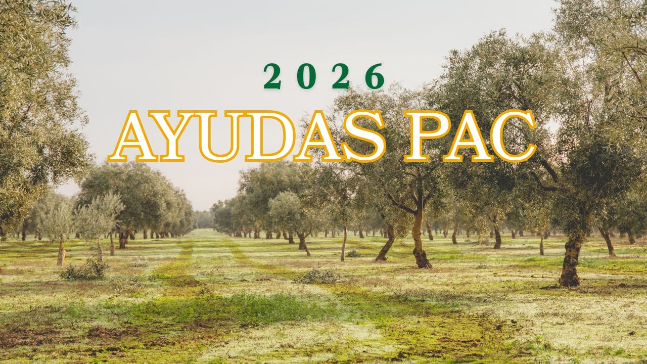 El sector del olivar ya puede solicitar las ayudas de la PAC 2026