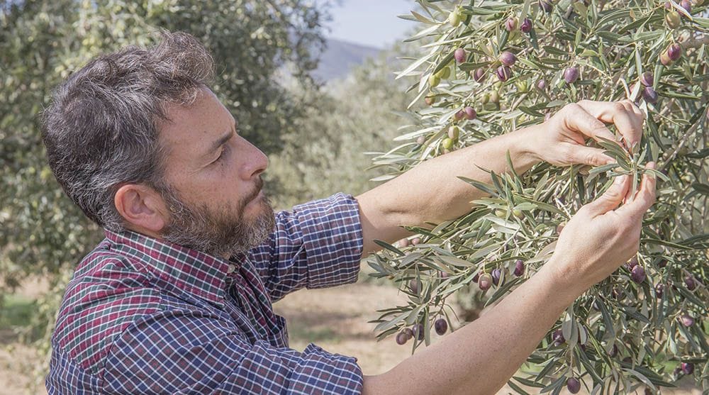 técnico api supervisando estado de la aceituna